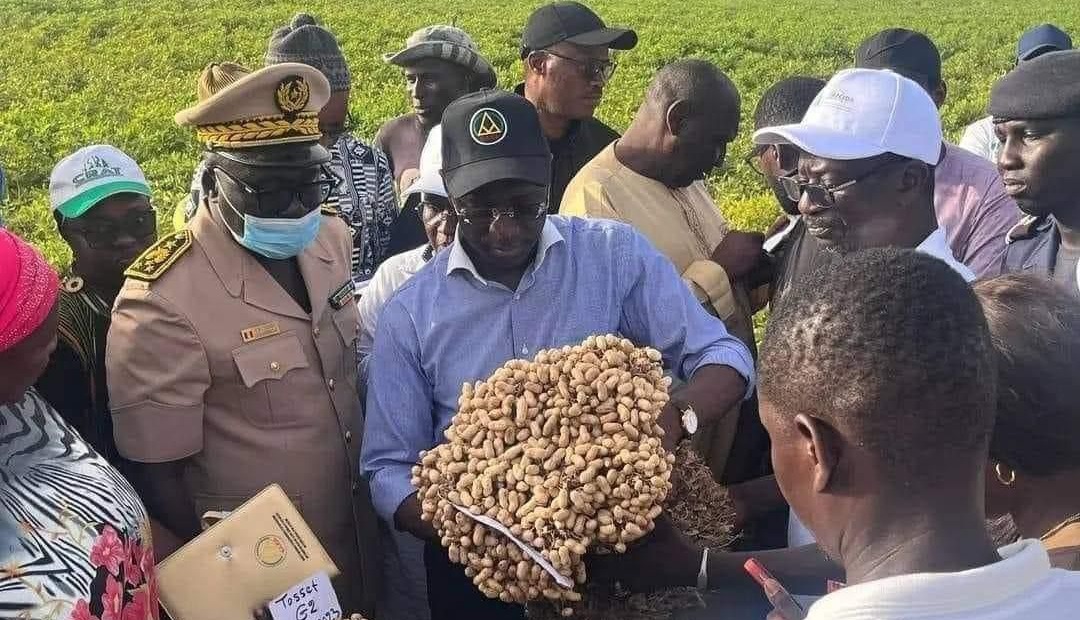 Sénégal : Levée partielle de l&rsquo;interdiction d&rsquo;exportation des graines d&rsquo;arachide après une campagne agricole réussie