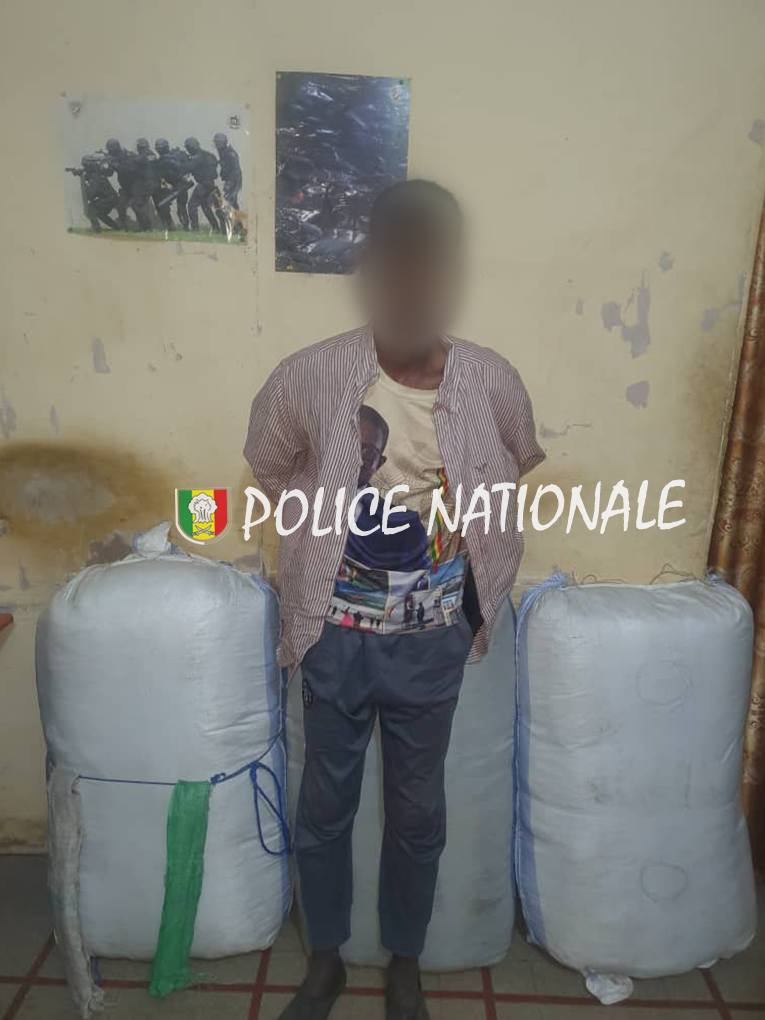 Lutte contre le trafic de drogue : une saisie de 119 kg de chanvre indien à Nioro Keur Alassane
