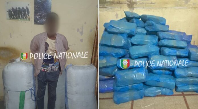 Saisie record à Karang : Un individu arrêté avec 119 kg de chanvre indien