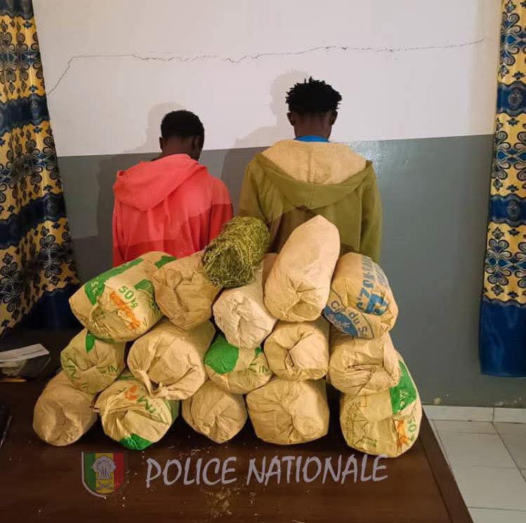 Sédhiou : Saisie de 15 kilogrammes de chanvre indien, deux individus interpellés