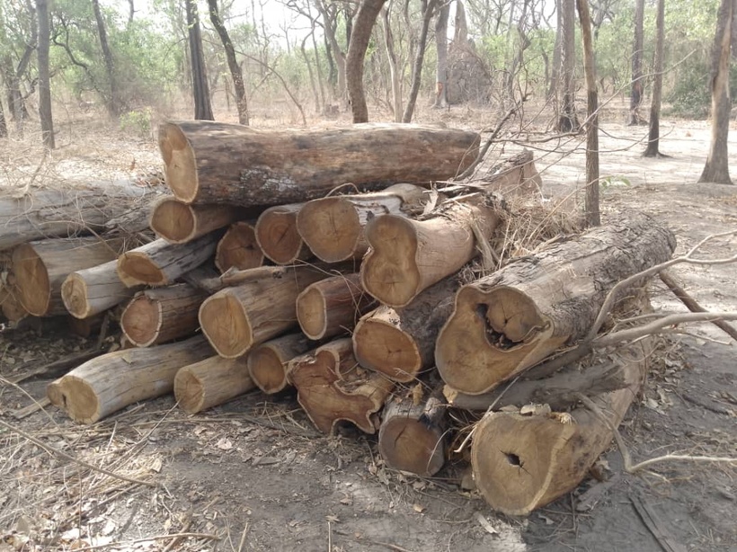 Lutte contre la déforestation illégale : 344 troncs de bois saisis à Médina Yoro Foula