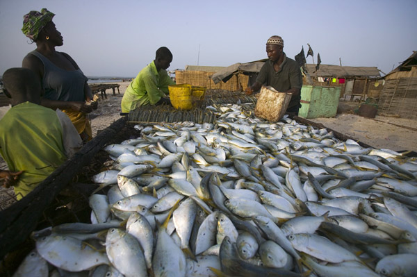 Ziguinchor : le secteur de la pêche reprend son envol
