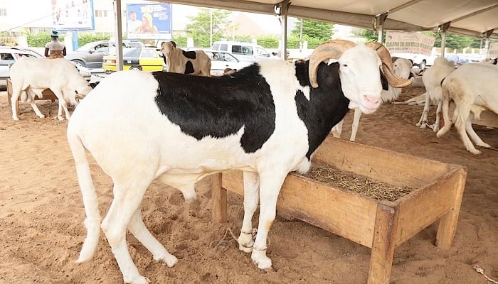Vol à main armée au Lac Rose : 11 béliers de race dérobés dans une ferme