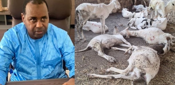 Moutons Tabaski morts à Bignona : La réaction de Arona Gallo de la DER