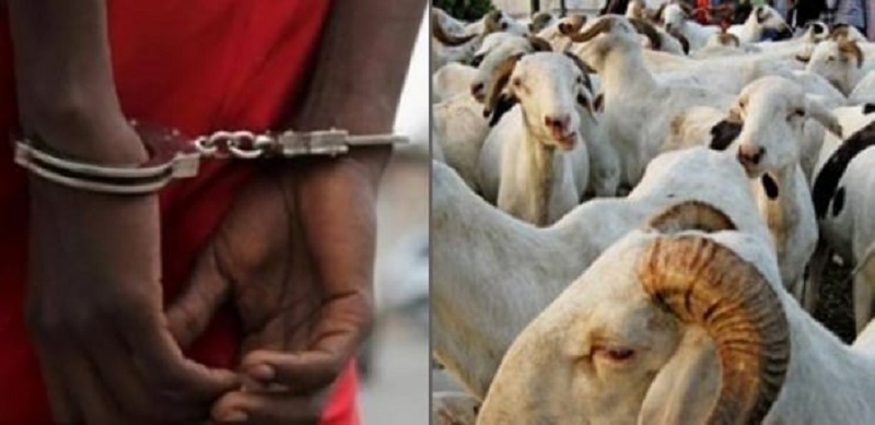 Linguère : un homme accusé de vol de moutons meurt en garde à vue