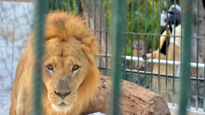 Animaux affamés au Parc de Hann ? Guy Marius interpelle le ministre de l’Environnement