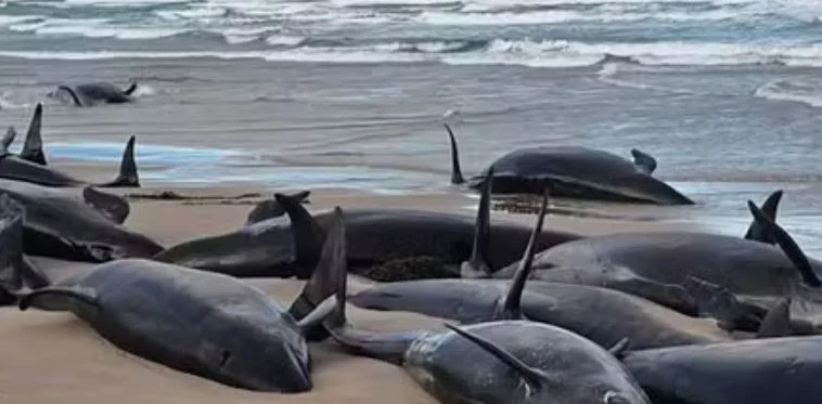 Kawtef à Cap-Skirring: Plusieurs dauphins morts découverts sur la plage sèment l&rsquo;inquiétude