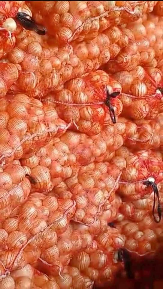 Importation précoce d’oignon : pénurie évitée, stock local en souffrance (2/2)