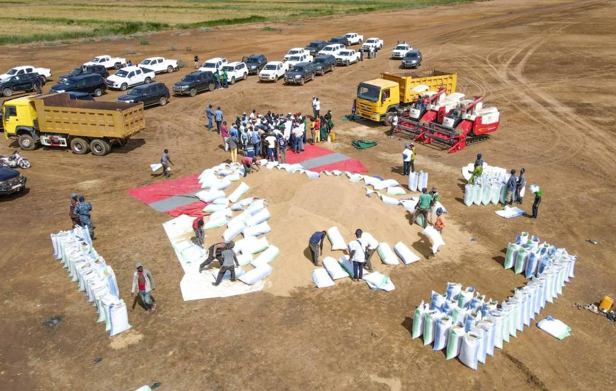 Dagana : Les producteurs de riz au bord du désespoir face à la mévente de plus de 60 000 tonnes