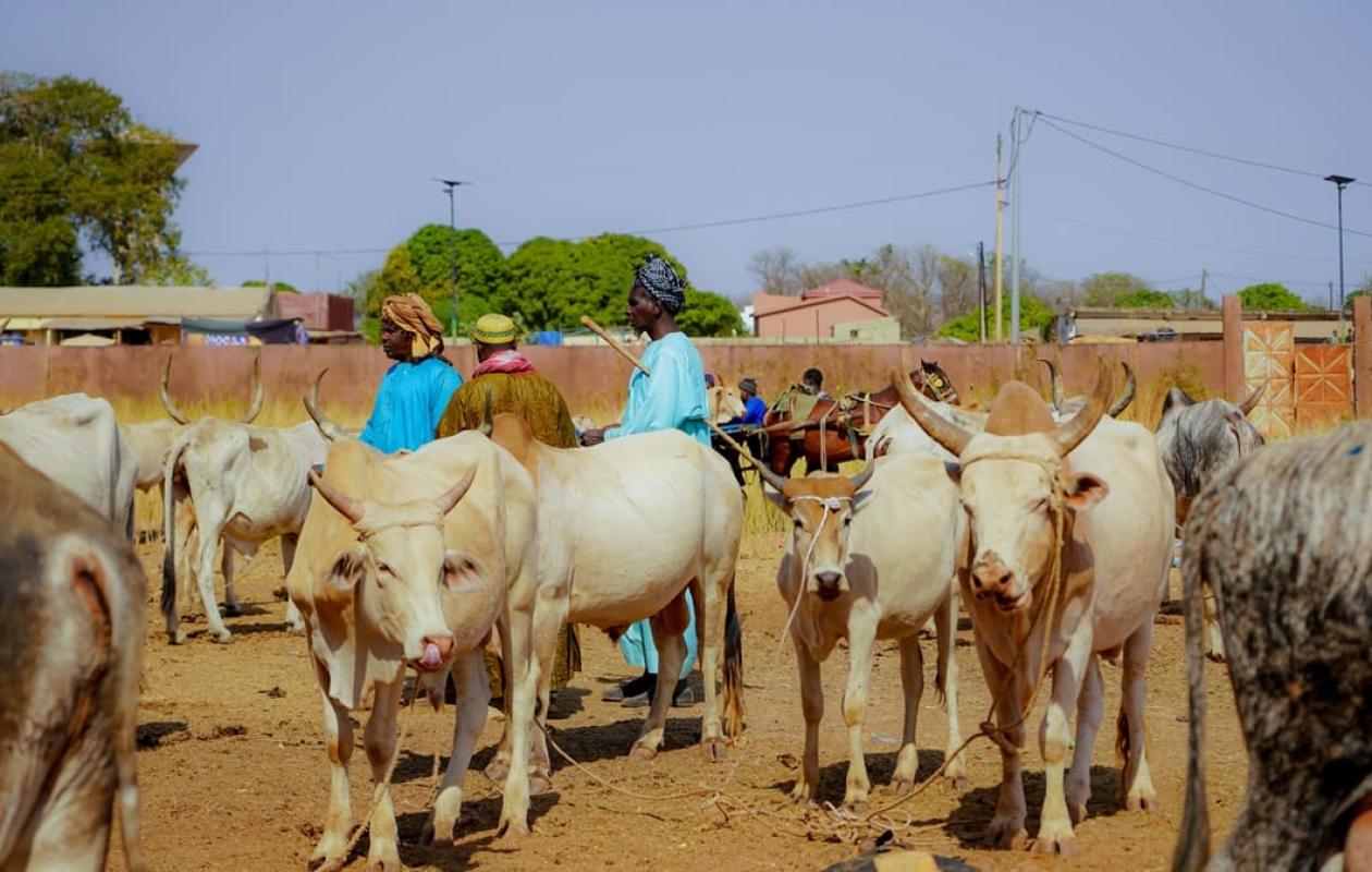 Touba Fall (Tambacounda) : Le fils d&rsquo;un guide religieux arrêté pour vol de bétail