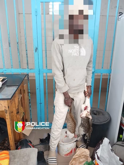 « J’attrape les chats dans la rue et je braise la viande » : le vendeur de brochettes passe aux aveux