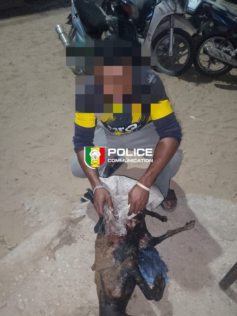 Guédiawaye : un individu arrêté puis déféré au parquet pour avoir tenté de cuisiner un chien