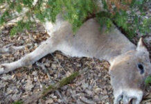 Trafic de viande d’âne à Ndiayène Mbeuleup : Le ministre Mabouba Diagne sort du silence