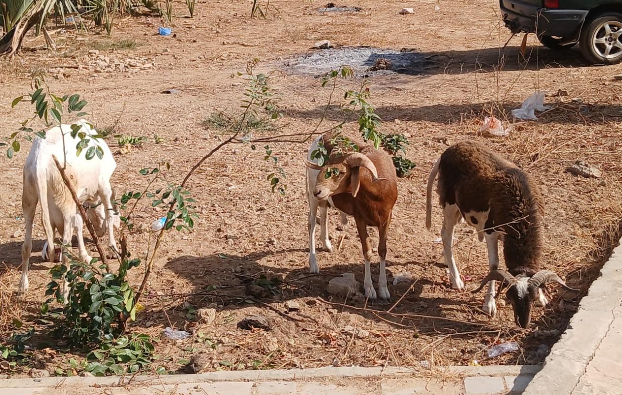 Fandéne : un réseau de voleurs de bétail démantelé par  la gendarmarie
