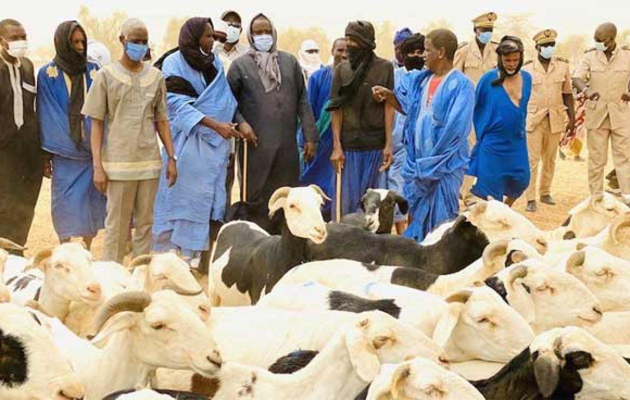 Tabaski à Saint-Louis : des moutons en abondance, mais des clients qui se font rares malgré la sécurisation des foirails par la gendarmerie.