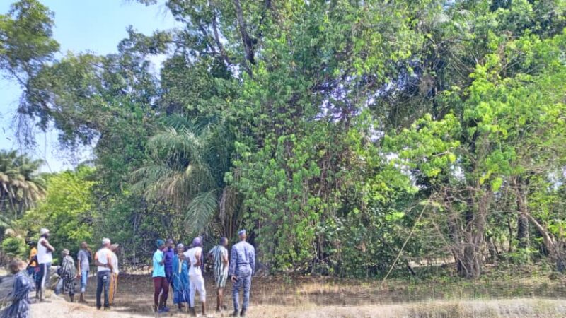 SÉDHIOU : UN HOMME DE 35 ANS MEURT APRÈS UNE CHUTE D’ARBRE À KOTOBO