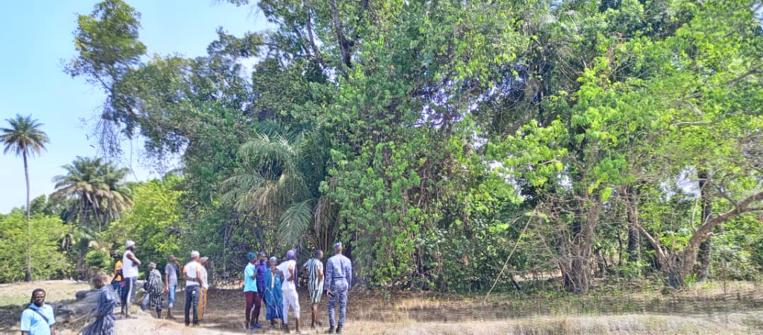 SÉDHIOU : UN HOMME DE 35 ANS MEURT APRÈS UNE CHUTE D’ARBRE À KOTOBO