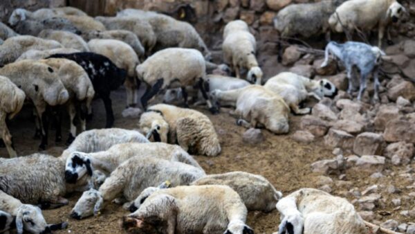 Kaffrine : 50 moutons retrouvés morts, les éleveurs suspectent un aliment de bétail contaminé