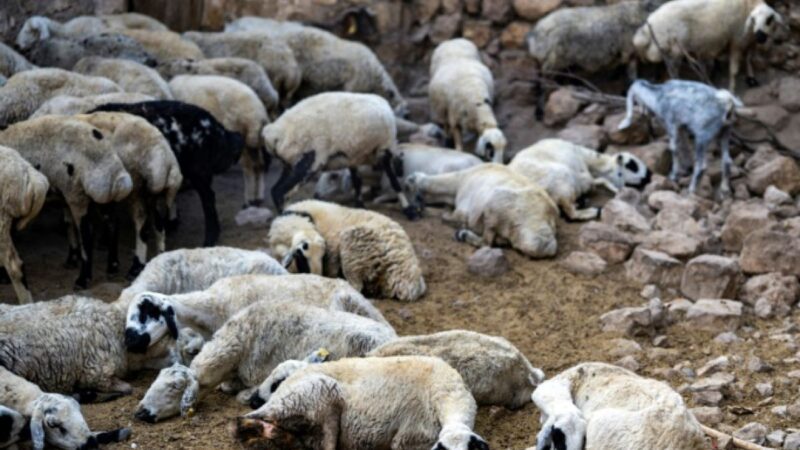 Kaffrine : 50 moutons retrouvés morts, les éleveurs suspectent un aliment de bétail contaminé