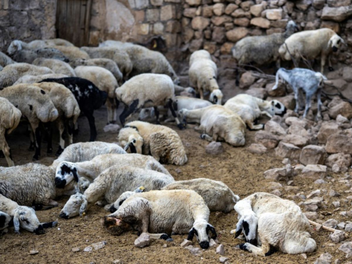 Kaffrine : plus de 250 moutons retrouvés morts, les éleveurs suspectent un aliment de bétail contaminé