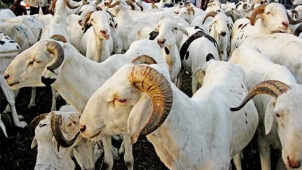 Ndangalma : un présumé voleur de mouton âgé de 30 ans battu à mort par une foule en colère