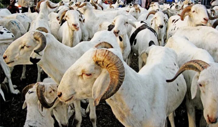 Ndangalma : un présumé voleur de mouton âgé de 30 ans battu à mort par une foule en colère
