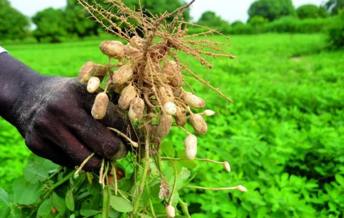 Campagne agricole 2026-2027 : l&rsquo;État mobilise 130 milliards de FCFA pour renforcer la souveraineté alimentaire