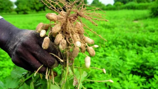 Campagne agricole 2026-2027 : l&rsquo;État mobilise 130 milliards de FCFA pour renforcer la souveraineté alimentaire