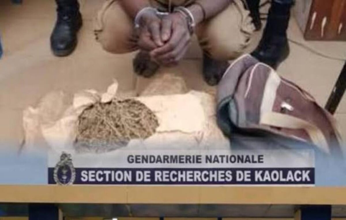 Trafic de drogue : un gendarme et son père arrêtés par la SR de Kaolack, plus de 2 kg saisis