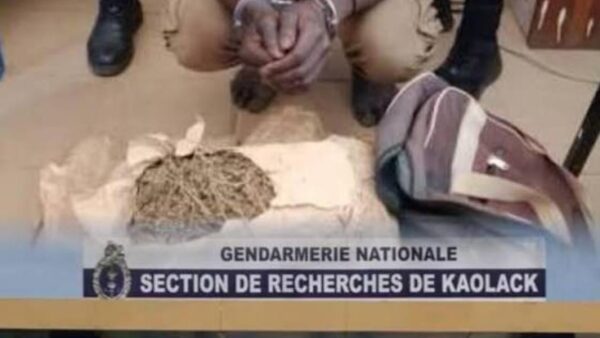 Trafic de drogue : un gendarme et son père arrêtés par la SR de Kaolack, plus de 2 kg saisis