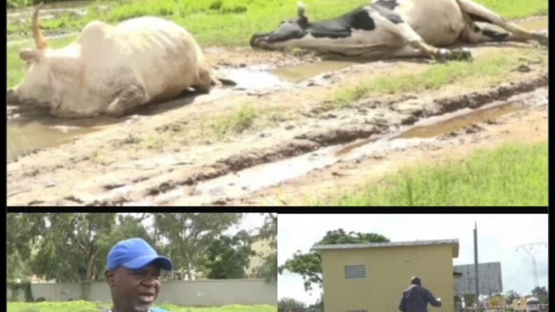 Ziguinchor : Le bétail foudroyé par la haute tension, les éleveurs crient au scandale face à la Senelec