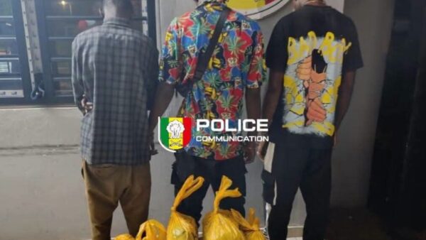 Bignona : Trois individus interpellés avec 20 kg de chanvre indien