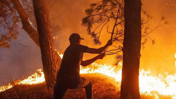 Incendies de forêt en Algérie : Au moins 12 morts et plus de 50 blessés dans le Nord-Est