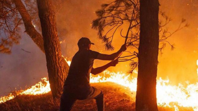 Incendies de forêt en Algérie : Au moins 12 morts et plus de 50 blessés dans le Nord-Est