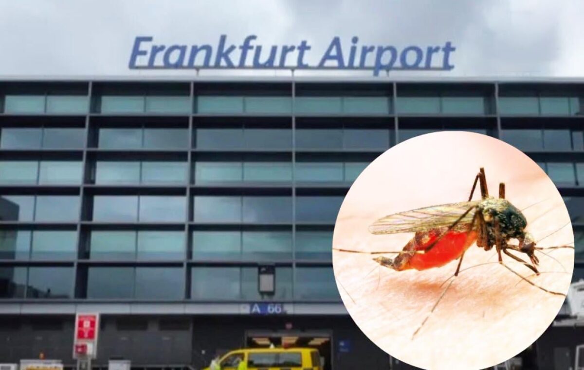 Aéroport de Francfort : Deux morts après une infection inédite au « paludisme aéroportuaire »