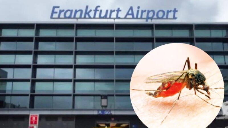 Aéroport de Francfort : Deux morts après une infection inédite au « paludisme aéroportuaire »