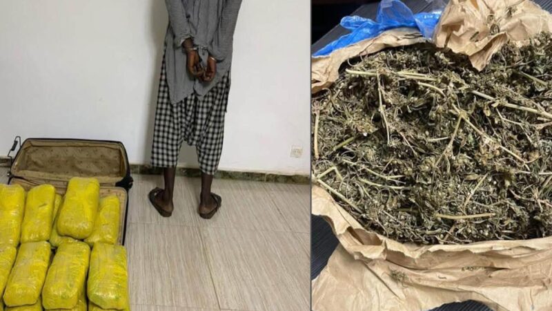 Trafic de drogue : les Douanes de Nioro interceptent deux cargaisons de drogue en l’espace de quelques jours