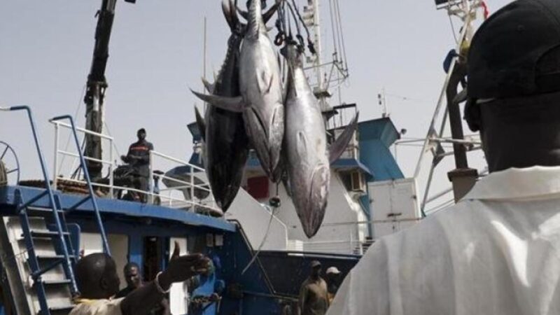 Licences de pêche : la commission d’enquête parlementaire lance ses premières auditions